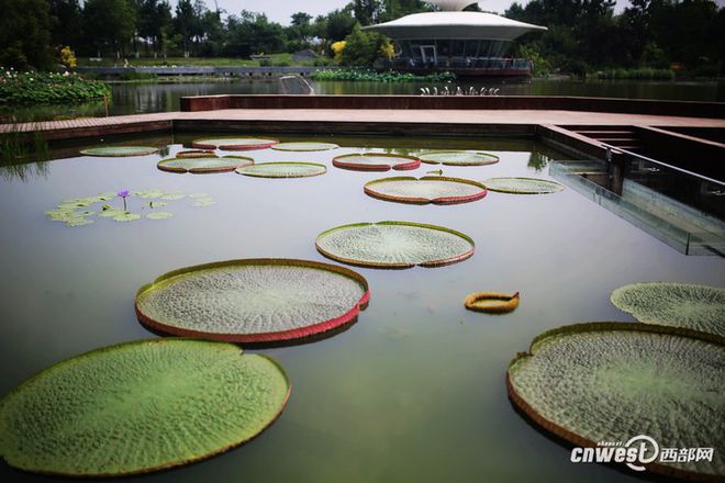 江南JN体育官方入口西安植物园赏水生植物 带你看不一样的夏日风情(图4)